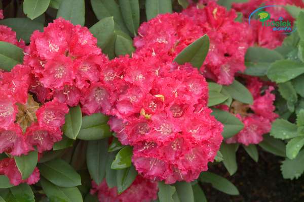 Rhododendron Maifreunde